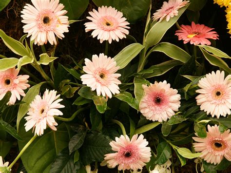 Please contact us if you want to publish a tropical floral wallpaper on our site. 47+ Hawaiian Flowers Wallpaper Backgrounds on WallpaperSafari