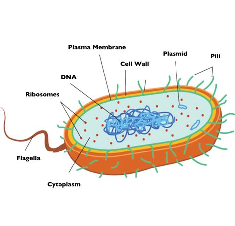 Picture Prokaryotic Cell Cell Structure Eukaryotic Cell