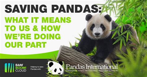 Discover How Were Helping To Support Pandas Bam Boom Cloud
