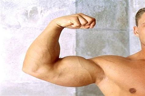 Biceps Muscles Functions Conditions And Injury Treatments Muscleseek
