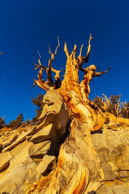 Premium Photo Ancient Bristlecone Pine Tree Showing The Twisted And