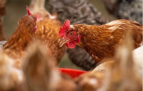 Avian Influenza Confirmed In Norfolk Suffolk And Parts Of Essex