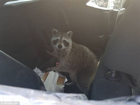 Pregnant Raccoon Breaks Into A Convertible And Gives Birth Daily Mail