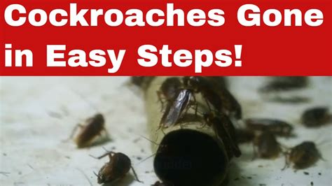 Eradicate The Unwanted How To Get Rid Of Cockroaches Youtube