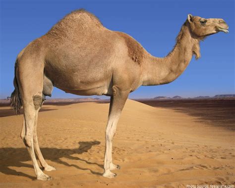 Interesting Facts About Camels Just Fun Facts