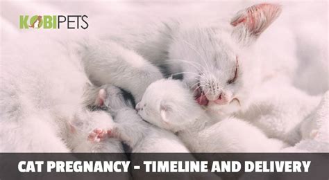 43 Best Images Labor Cat Pregnancy Timeline Pin On Pregnancy