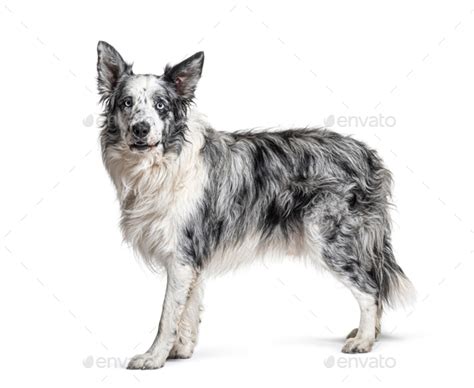 Blue Eyed Blue Merle Border Collie Isolated On White Stock Photo By