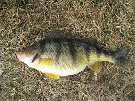 Trophy Size Female Yellow Perch for Sale April 2017 (Updated)
