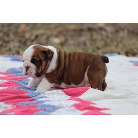 Top quality french bulldogs for sale at very cheap and affordable rates, get one today and get a great discount. 2 AKC Standard AKC English Bulldog Puppies in Scobey ...