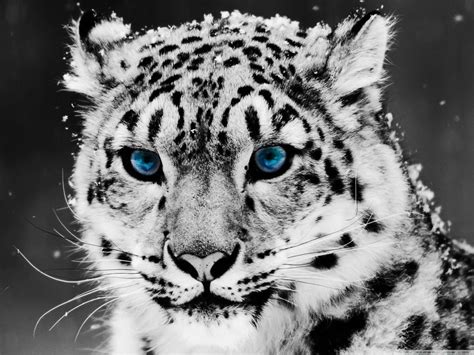 Black And White Cheetah Wallpapers Top Free Black And White Cheetah