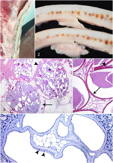 Cutaneous Apocrine Cystomatosis In Three Slaughter Aged Pigs Carlos