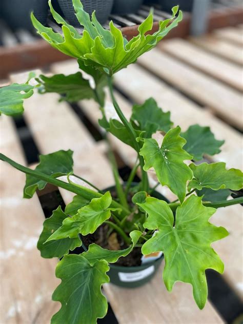 Rotate the plant frequently to keep it looking its fullest. Philodendron, Hope Selloum | Eising Garden Centre