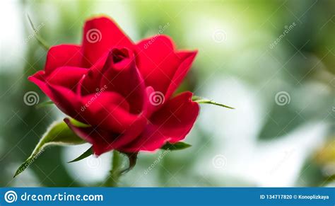 Petals Of A Red Beautiful Rose Bud Stock Photo Image Of Macro Drop