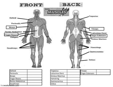 Muscles Interactive Worksheet