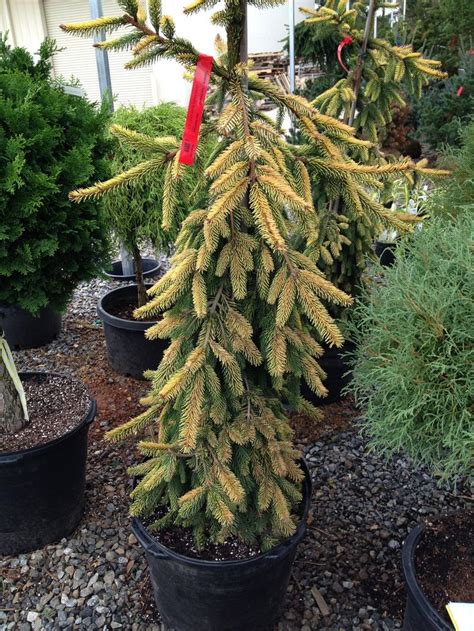 Picea Abies Gold Drift 45 Z320r Garden Inspiration Picea Abies Plants