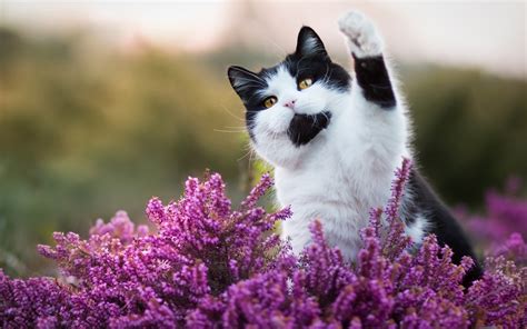 Wallpaper Cute Cat Pink Flowers Hello Funny Animal
