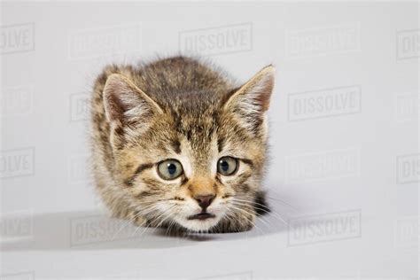 Scared Looking Kitten Stock Photo Dissolve