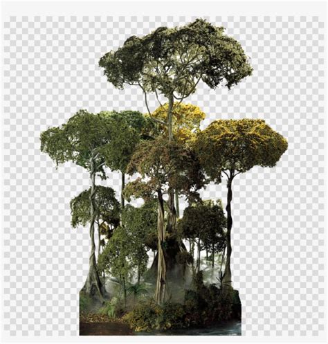 Amazon Rainforest Trees Clipart