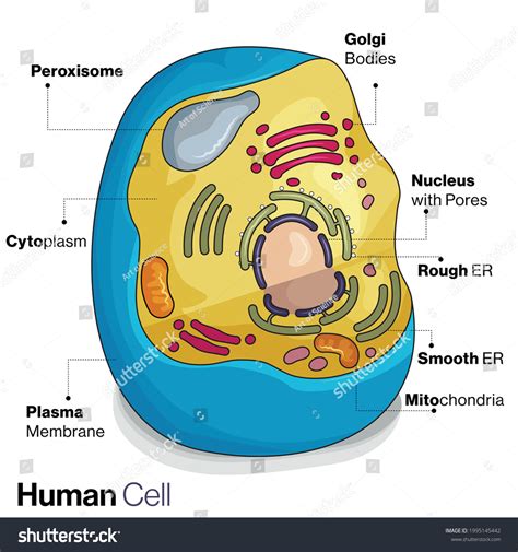 Eukaryotic Animal Cell Structure Illustration Stock Vector Royalty