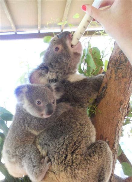 How Many Times Female Koalas Give Birth
