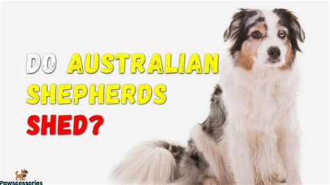 Do Australian Shepherds Shed 114 Owners Asked Tips