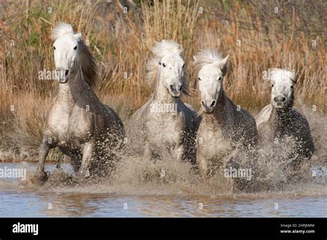Camargue Horses In Action Galloping Through A Marsh In Provence South