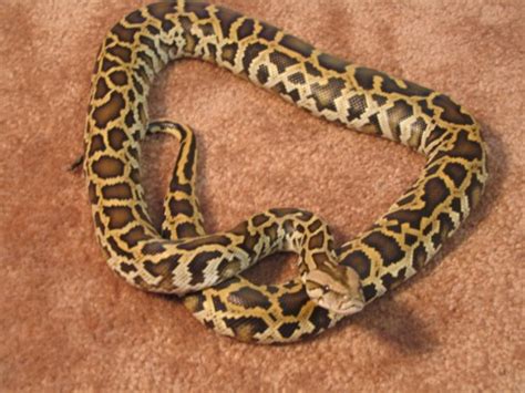 Photo Gallery Burmese Pythons Triple Het Burm