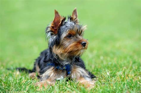 How Much Do Yorkie Puppies Cost Embora Pets