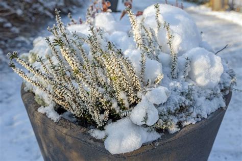 How To Save Potted Perennials Over Winter Protect Potted Plants