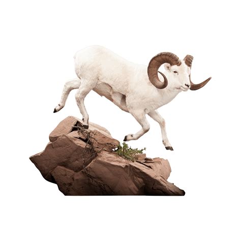 Bighorn Sheep Png Images Transparent Hd Photo Clipart Photo Clipart