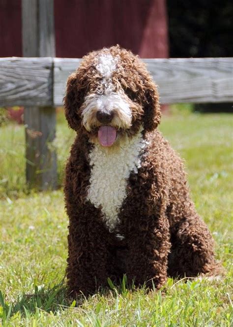 Pin By Roslyn V On Spanish Water Dogs Spanish Water Dog Portuguese