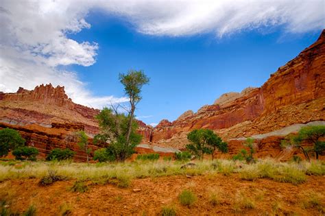 Trees Grow In Utah Wilderness Free Stock Photo Public Domain Pictures