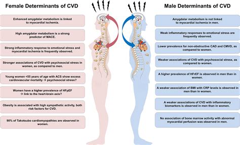 Frontiers The Neuro Inflammatory Vascular Circuit Evidence For A Sex Dependent Interrelation