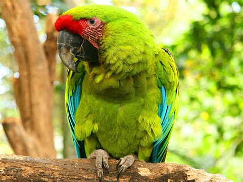 Great Green Macaw Facts Care As Pets Images And Video