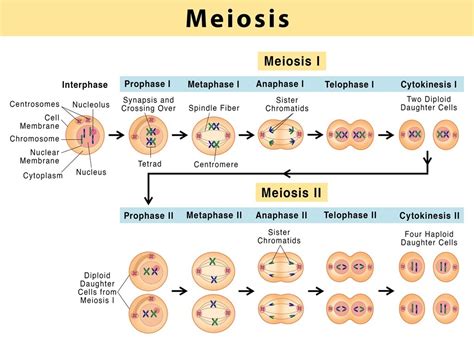 Mitosis And Meiosis Stages