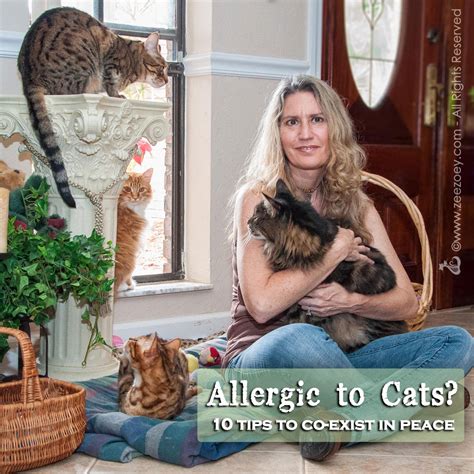 Living In Comfort With Cats 10 Tips To Managing Cat Allergies Zee