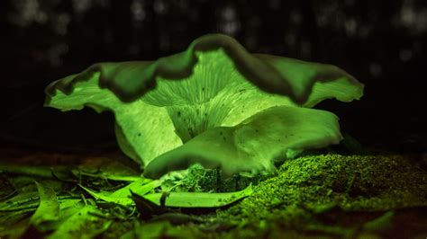 Growing Glowing Green Mushrooms Brings Bioluminescence From The Forest