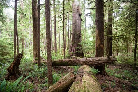 Old Growth Forests Are Vital To Indigenous Cultures We Need To Protect
