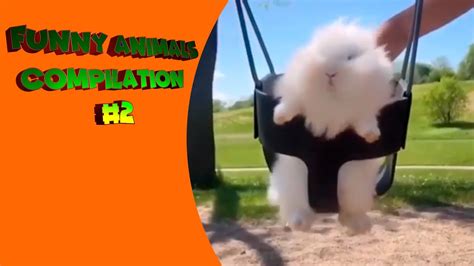 Funny Animals Compilation 2 Try Not To Laugh Pets Fails Youtube