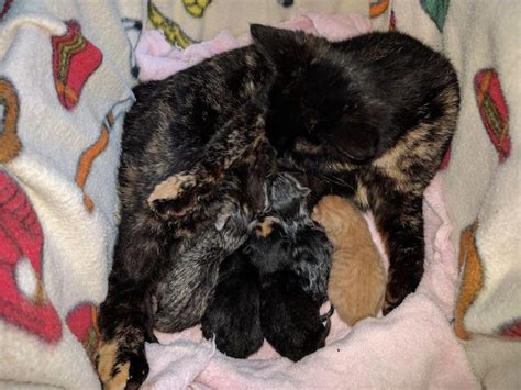 Bobtail Calico Cat Has A Very Special Litter Of Kittens Catlov
