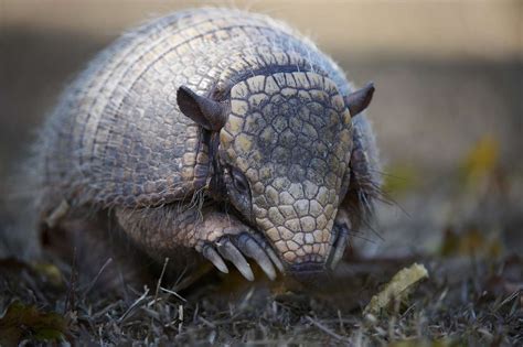 10 Facts About Armadillos