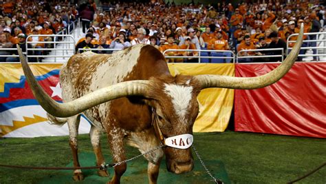 Texas Longhorn Mascot Bevo Xiv Dead 5 Fast Facts