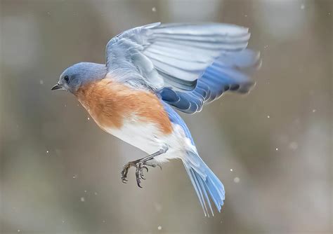 Bluebird In Winter Photograph By Carol Akins Fine Art America