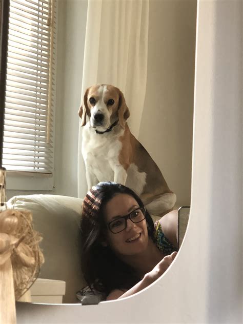 Beagle Selfie Mirror Scenes Beagle Hound Mirrors Beagles Selfies