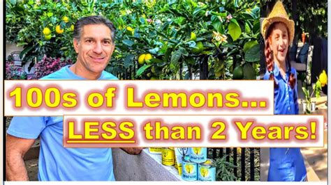 Free Standing Espalier Training Citrus Trees 100s Of Lemons