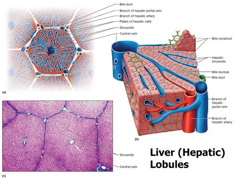 Liver Function Anatomy And Parts Of The Human Liver