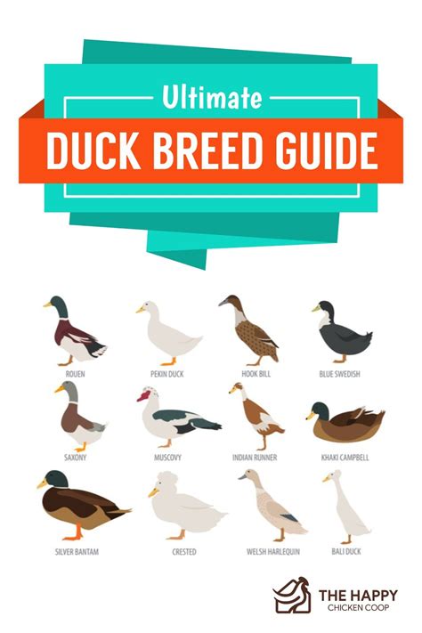 The Ultimate Duck Breed Guide The Happy Chicken Coop