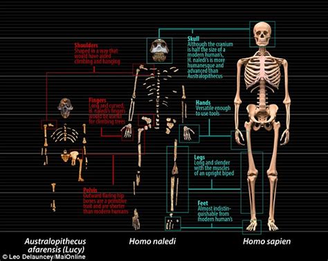 Homo naledi scheint ein neues glied in der geschichte der menschlichen evolution zu sein. Is this the first human? Extraordinary find in a South ...