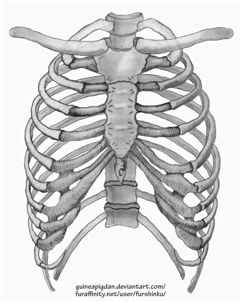 The rib cage has three important purposes : Rib Cage by GuineaPigDan on DeviantArt