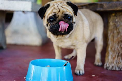 Browse thru our id verified puppy for sale listings to find your perfect puppy in your area. Pug with food | Leon Valley Veterinary Hospital | Leon ...